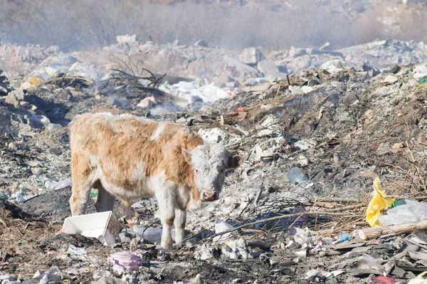Cows eat food on a garbage dump.