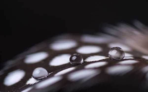 Hermosa Gota Rocío Agua Grande Una Pluma Cerca Fondo Naturaleza — Foto de Stock