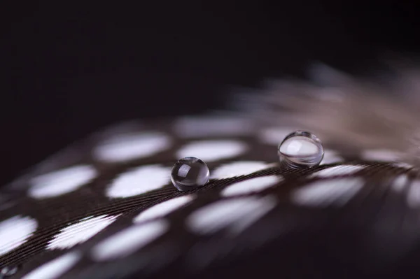 Hermosa Gota Rocío Agua Grande Una Pluma Cerca Fondo Naturaleza — Foto de Stock