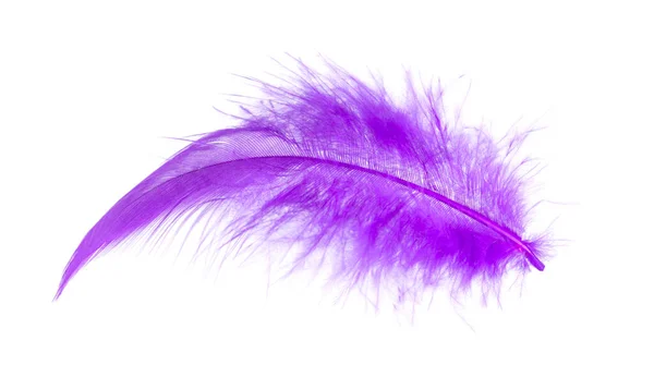 One Purple Feather Isolated White Background — Stock Photo, Image