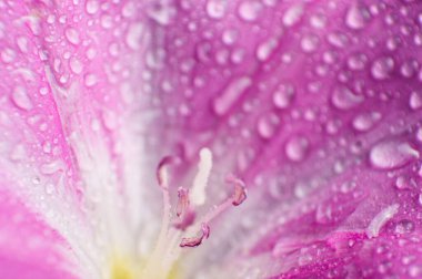 Pembe çiçek yaprakları üzerine su damlalarının makro arkaplanı