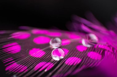 Tüylü kuşun üzerinde iki çiy damlası olan pembe bir arka plan. Makroyu kapat.