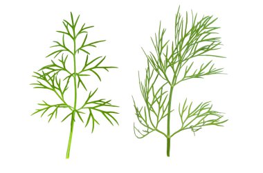 Dereotu yaprağı beyaz arkaplanda izole edilmiş.