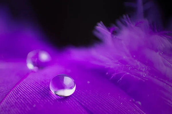 Fondo Violeta Con Gotas Rocío Pájaro Pluma Cerca Macro — Foto de Stock