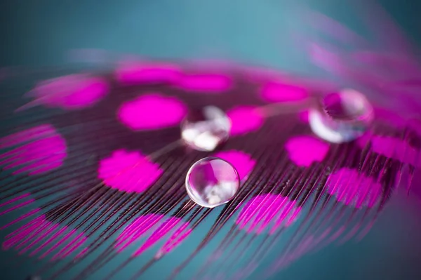 Fondo Rosa Con Dos Gotas Rocío Pájaro Pluma Cerca Macro — Foto de Stock