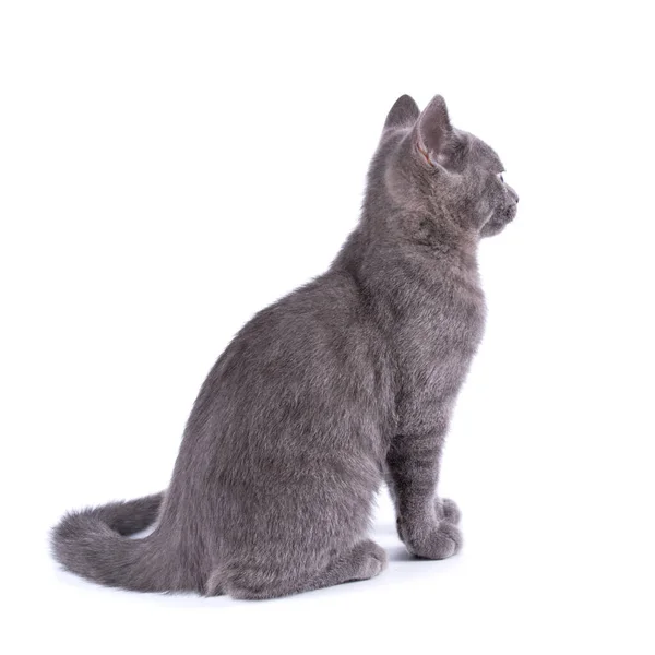 Schöne Kleine Blaue Katze Isoliert Auf Weißem Hintergrund — Stockfoto