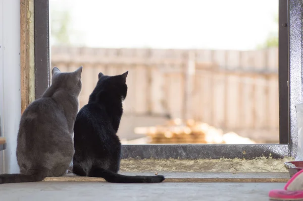 Zwei Katzen Grau Und Schwarz Die Durch Die Tür Auf — Stockfoto