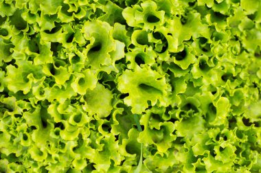 Taze yeşil salata yaprakları. Yakın çekim