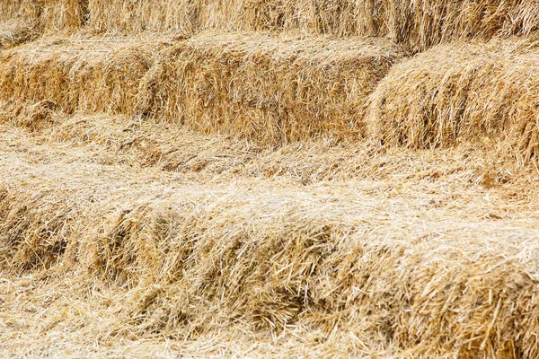 Dry Yellow Hay Agriculture Farm Farming Symbol Harvest Time Concept — Stock Photo, Image