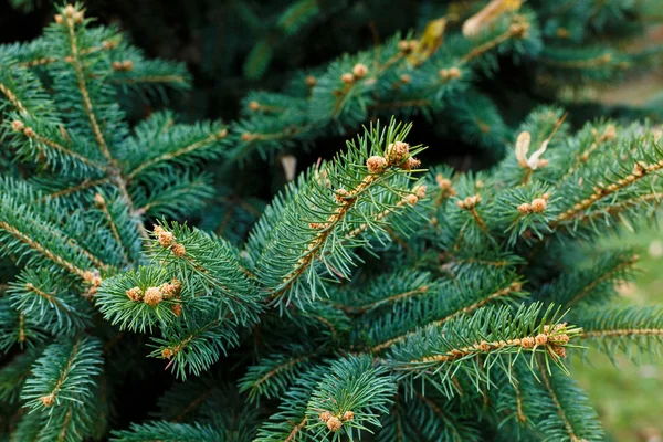 Närbild Fir Trädgrenar Natur Vinter Bakgrund — Stockfoto