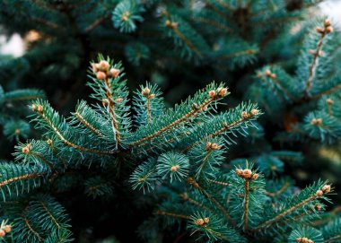 Köknar ağacı dalları Close-up. Doğa Kış arka plan