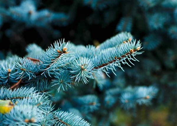 Närbild Blå Fir Trädgrenar Natur Vinter Bakgrund — Stockfoto