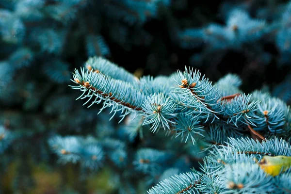 Gros Plan Des Branches Sapin Bleu Nature Fond Hiver — Photo