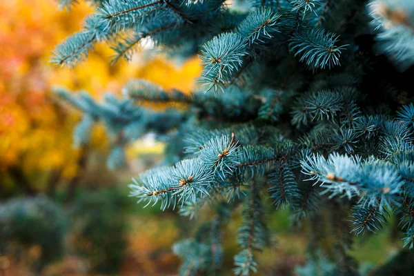 特写的蓝色冷杉树枝 自然冬天背景 — 图库照片