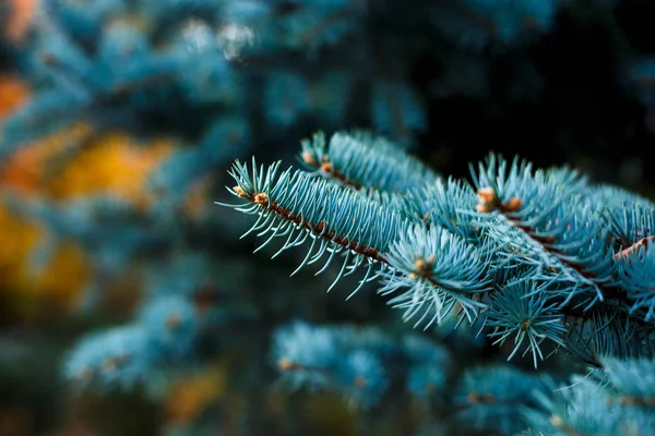 Close-up of blue fir tree branches. Nature winter background