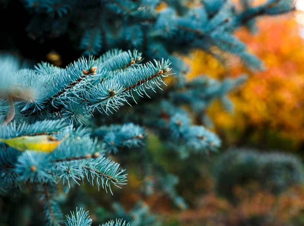 特写的蓝色冷杉树枝 自然冬天背景 — 图库照片
