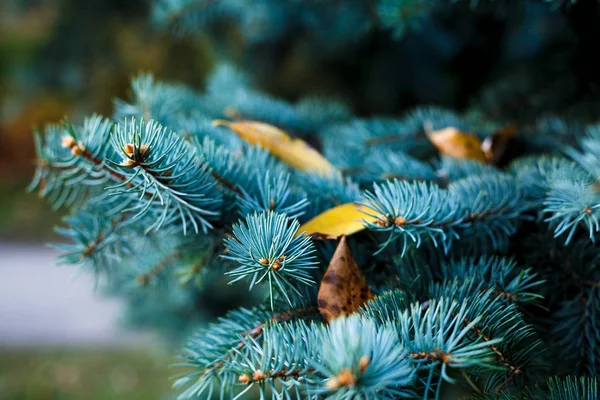 青のモミの木の枝のクローズ アップ 自然の背景 — ストック写真