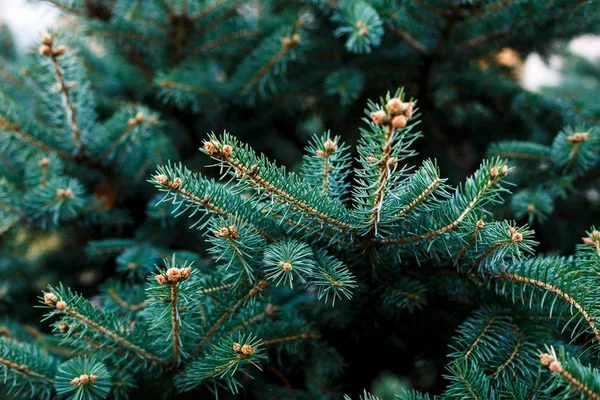 Közeli Kép Fenyő Ágai Természet Téli Háttér — Stock Fotó