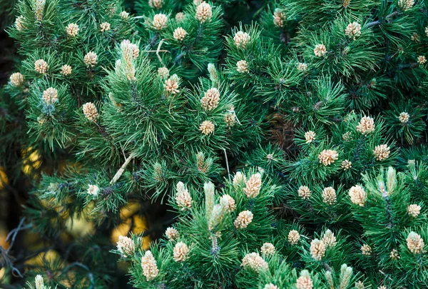 Szczelnie Góry Jodła Zielone Gałęzie Drzewa Zima Tle Przyrody Wzór — Zdjęcie stockowe