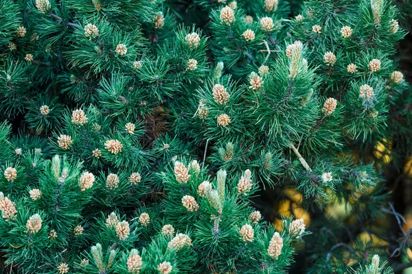 Крупним Планом Зелені Гілки Ялинки Дерева Природа Зимовий Фон Візерунок — стокове фото