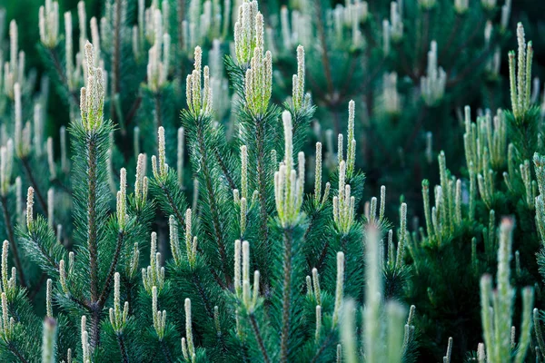 Gros Plan Des Branches Des Arbres Sapin Vert Nature Hiver — Photo