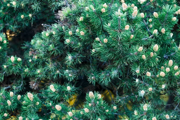 Närbild Gröna Fir Tree Grenar Och Träd Natur Vinter Bakgrund — Stockfoto