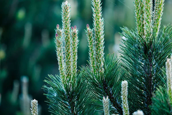 Nahaufnahme Von Ästen Und Bäumen Grüner Tannen Natur Winter Hintergrund — Stockfoto
