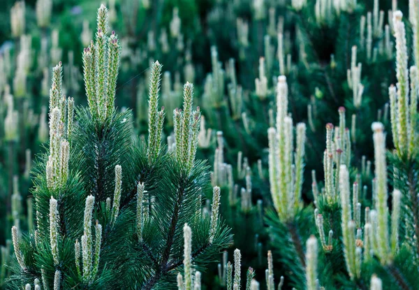 Γκρο Πλαν Πράσινο Έλατο Κλαδιά Και Δέντρα Φύση Χειμώνα Φόντο — Φωτογραφία Αρχείου