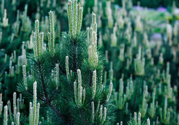 Närbild Gröna Fir Tree Grenar Och Träd Natur Vinter Bakgrund — Stockfoto