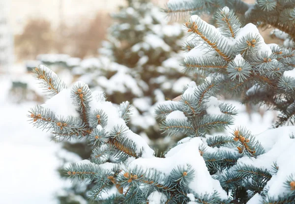 Blå Gran Med Snö Brunces Vinterparken Vacker Natur Spruce Bakgrund — Stockfoto