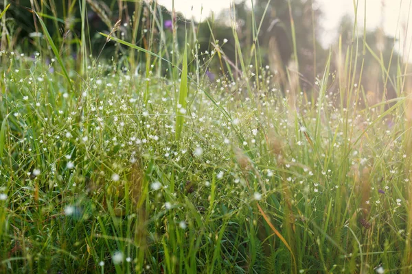 Summer Meadow Sunset Different Herbs Sunlight Nature Background — Stock Photo, Image