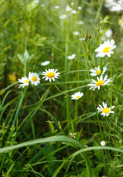 Chamomiles Äng Blommor Blommande Kamomill Fält Sommaren — Stockfoto