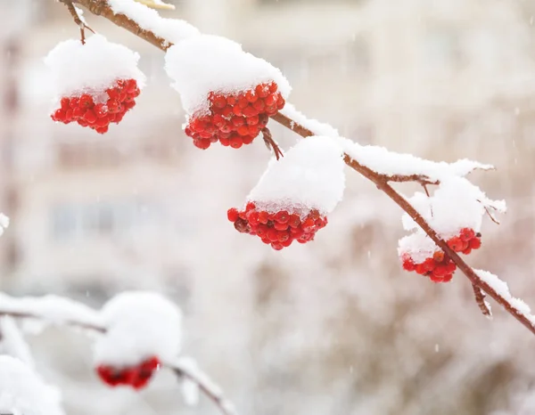Fondo Invierno Paisaje Invernal Con Rowan Rojo Brillante Cubierto Nieve — Foto de Stock