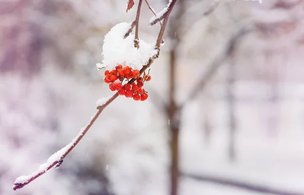 Χειμώνα Φόντο Χειμερινό Τοπίο Χιόνι Που Καλύπτεται Φωτεινό Κόκκινο Rowan — Φωτογραφία Αρχείου