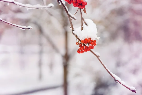 Winterhintergrund Winterlandschaft Mit Schneebedeckter Leuchtend Roter Eberesche — Stockfoto