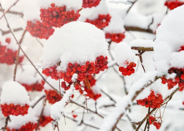 Fondo Invierno Paisaje Invernal Con Rowan Rojo Brillante Cubierto Nieve — Foto de Stock