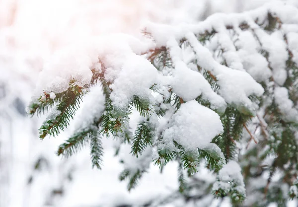 Gröna Granen Med Snö Brunces Vinterparken Vacker Natur Spruce Bakgrund — Stockfoto