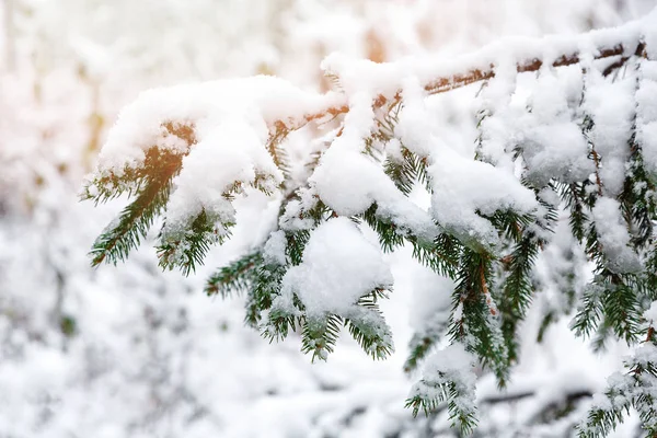 Gröna Granen Med Snö Brunces Vinterparken Vacker Natur Spruce Bakgrund — Stockfoto