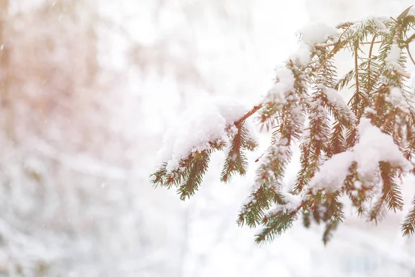 Gröna Granen Med Snö Brunces Vinterparken Vacker Natur Spruce Bakgrund — Stockfoto