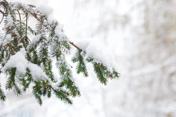 Abeto Verde Con Brunces Nieve Parque Invierno Hermoso Fondo Abeto — Foto de Stock