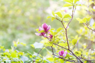 Çiçekli manolya ağacı. Mor ve Beyaz Lale şeklindeki çiçekler ile Çin Manolya Çiçeği. Güzel ve yumuşak çiçek Manolya dalları bahar arka plan, doğa
