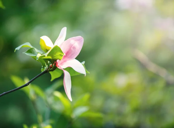 Flowering Magnolia tree. Chinese Magnolia blossom with violet and white tulip-shaped flowers. Beautiful and tender blossomed magnolia branches  Spring background, nature