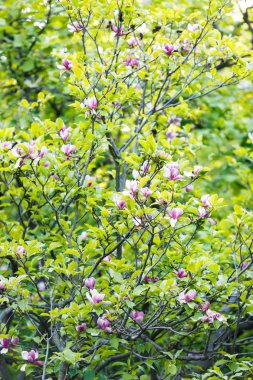 Çiçekli manolya ağacı. Mor ve Beyaz Lale şeklindeki çiçekler ile Çin Manolya Çiçeği. Güzel ve yumuşak çiçek Manolya dalları bahar arka plan, doğa
