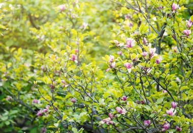 Çiçekli manolya ağacı. Mor ve Beyaz Lale şeklindeki çiçekler ile Çin Manolya Çiçeği. Güzel ve yumuşak çiçek Manolya dalları bahar arka plan, doğa