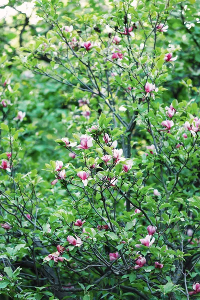 Flowering Magnolia tree. Chinese Magnolia blossom with violet and white tulip-shaped flowers. Beautiful and tender blossomed magnolia branches Spring background, nature