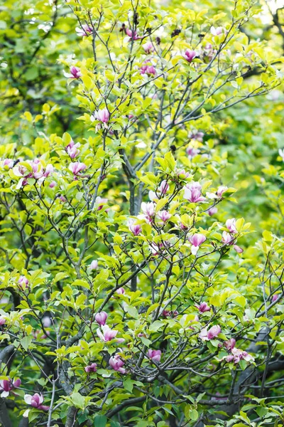 Flowering Magnolia tree. Chinese Magnolia blossom with violet and white tulip-shaped flowers. Beautiful and tender blossomed magnolia branches Spring background, nature