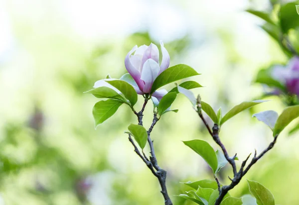 Ramo Magnólia Florido Bonito Primavera Flor Magnólia Rosa Árvore Florescendo — Fotografia de Stock