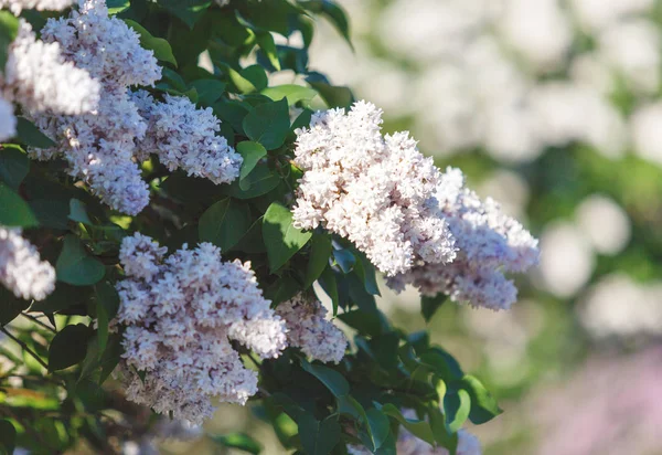 Blooming Pink Lilac Bush Spring Time Sunlight Blossoming Pink Violet — Stock Photo, Image
