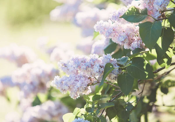 Blooming Pink Lilac Bush Spring Time Sunlight Blossoming Pink Violet — Stock Photo, Image