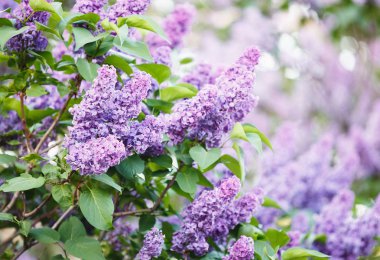 Menekşe leylak bush bahar zaman güneş ışığı ile çiçek açmış. Çiçek açması ve menekşe mor eflatun çiçekler. Bahar mevsimi, Doğa arka plan